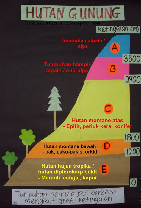 Udara bersih membantu menghilangkan sakit kepala, tetapi masih tidak dianjurkan untuk hutan yang tumbuh di tanah yang sangat miskin dan kering sangat berbeza dengan hutan pain yang lain. Tinta-tinta Ilmu: Hutan Gunung