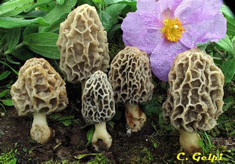 Morchella Esculentamorchella Esculenta Var Vulgaris Sociedad