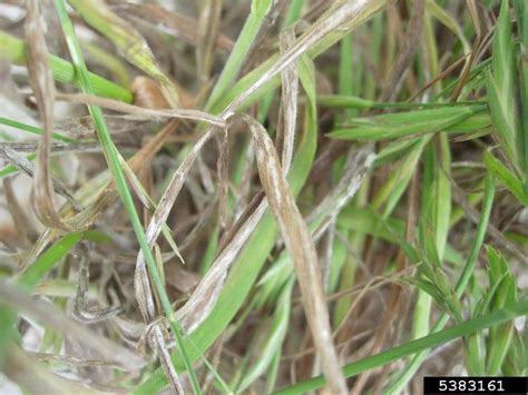 Powdery Mildew Blumeria Graminis