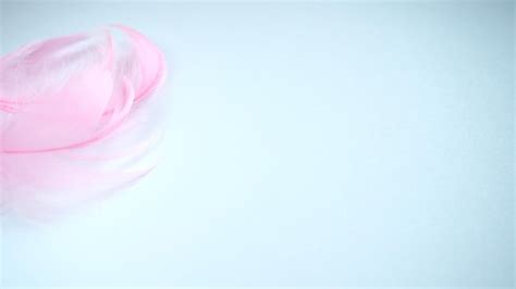 Premium Photo Pink And Crimson Feathers As A Background Light Curved
