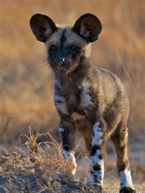 Why Are African Wild Dogs Important