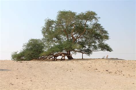 The story ends in hope, acknowledging the. Tree of Life (Bahrain) - Wikipedia