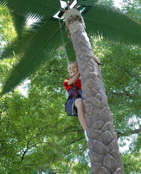 Just Climbing The Tree Join The Fun With Our Coconut Tree Climb