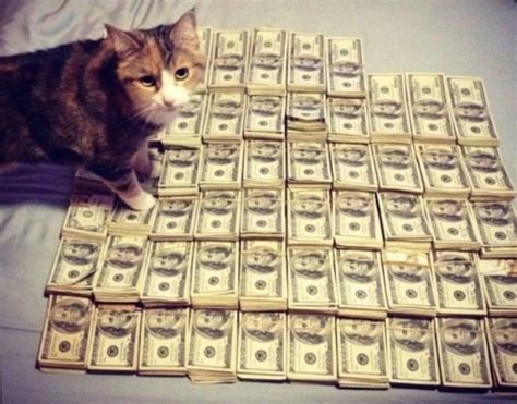 Cats And Money 30 Pics