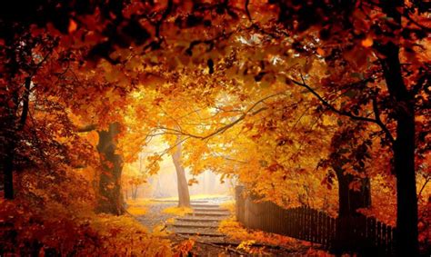 Autumn Road Bench Leaves Woods Splendor Fall Forest Nature