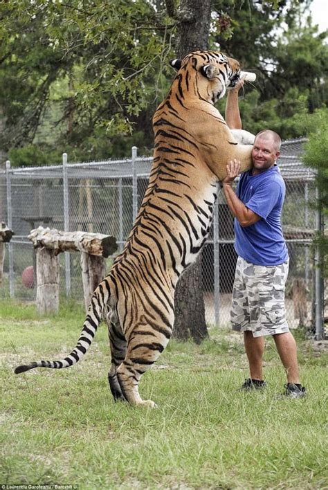 Amur Tigers Are Huge Rpics