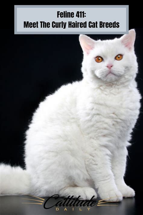 Feline 411 Meet The Curly Haired Cat Breeds In 2020 Curly Haired Cat
