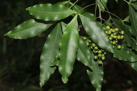 Flora Of Mozambique Species Information Individual Images Vepris