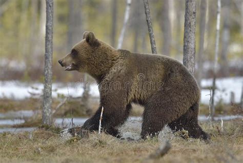 Running Cub Of Brown Bear Ursus Arctos On A Swamp Stock Image Image