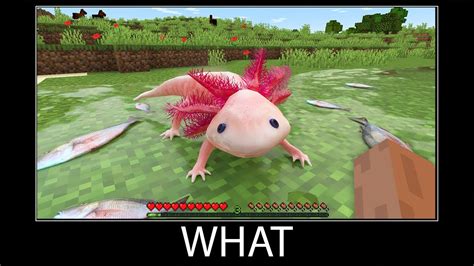 Minecraft Wait What Meme Part 151 Realistic Minecraft Axolotl Youtube