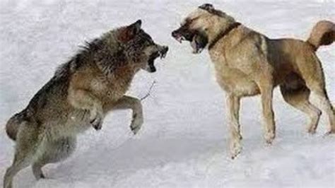 حمله گرگ به سگ هاگرگ تنها در مقابل سگ های کانگال