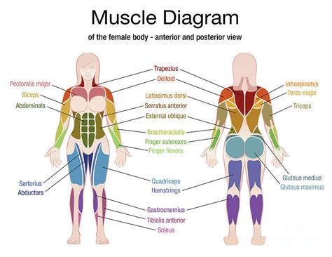 Female Muscular System Full Anatomical Body Diagram With Muscle Scheme