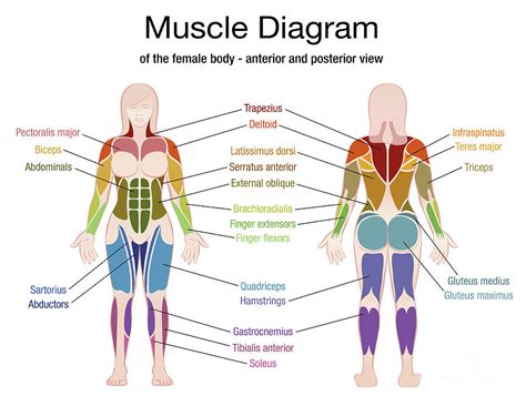 Anatomy Of Female Human Body From The Back Female Muscle Diagram