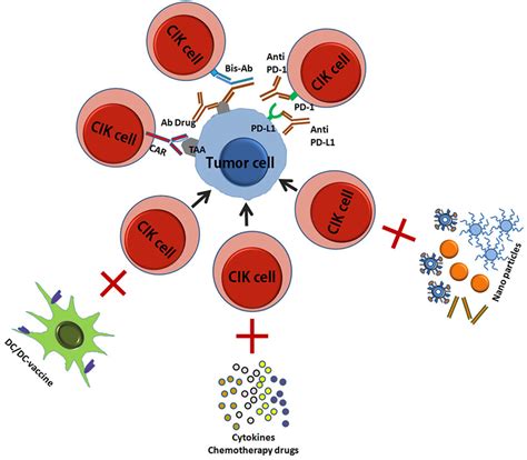 Frontiers Cytokine Induced Killer Cells As Pharmacological Tools For