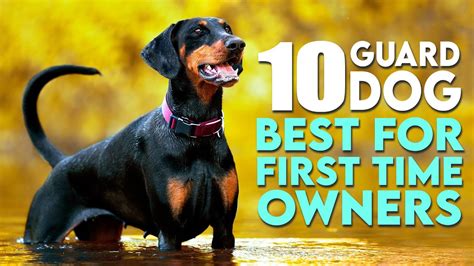 10 Best Guard Dog Breeds For First Time Owners Youtube