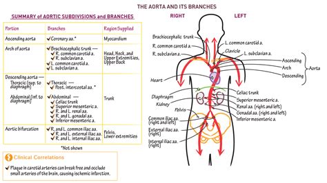Gross Anatomy Aortic Branches Ditki Medical And Biological Sciences