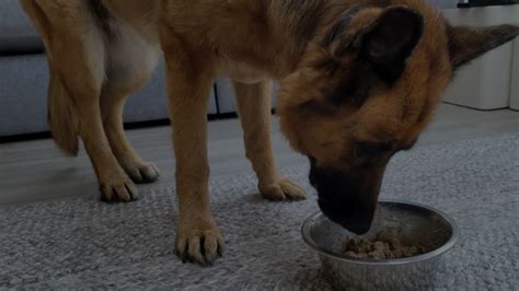 Can Adding Water To Dry Dog Food Cause Diarrhea Risks
