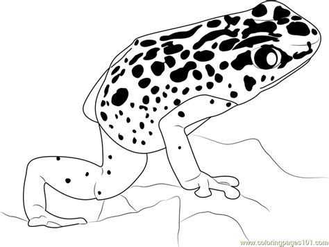 Blue Poison Dart Frog Coloring Page Free Frog Coloring Pages