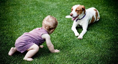 When Can My Baby Play With A Dog Babycenter