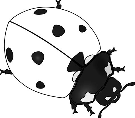 Free Black Ladybug Cliparts Download Free Black Ladybug Cliparts Png