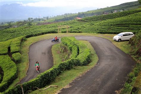 Lokasi wisata kebun teh cipasung ini berupa kebun teh yang memiliki pemandangan yang sangat bagus dan asri. Menikmati Suasana Pegunungan di Kebun Teh Kaki Gunung Dempo - Situs Budaya Indonesia
