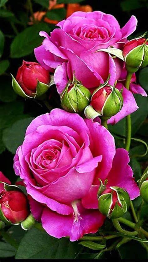 Pink Roses Love Photo 38528126 Fanpop