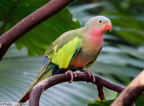 Princess Parrot Is Native Central And West Australia But Today Is