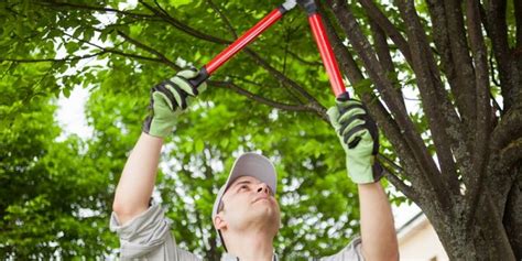 check out the top benefits of tree lopping