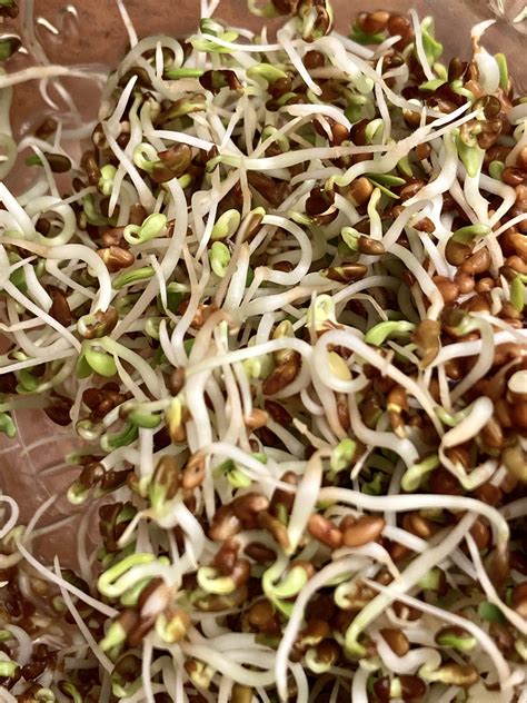 Alfalfa Sprouts How To Grow Keep Fresh And Eat Vaughnstead