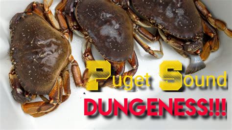 Puget Sound Dungeness Crab From My Fishing Kayak Catch Clean Cook YouTube