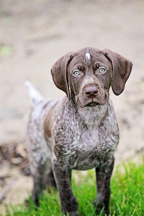 German shorthaired pointer litter of puppies for sale in concord, nc, usa all puppies have been sold items included: Fantastic "pointer dogs" detail is readily available on ...