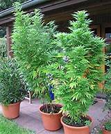Best Way To Grow Marijuana Outdoors