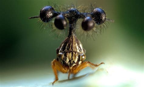 Galería De Imágenes Los Insectos Más Raros Del Mundo