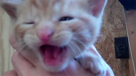 Cute Orange Tabby Cat Meowing Very Loud Youtube