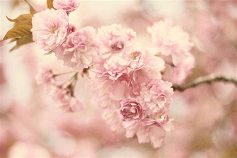 Cherry Blossom Petals Photograph By Jessica Jenney