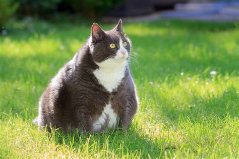 Obesidad En Gatos Del Sobrepeso Al Miau Fitness Como Controlar La