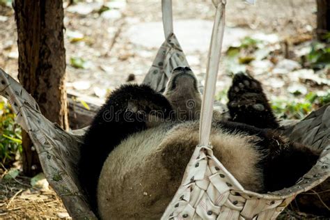 A Giant Panda Sleeps In A Hammock In The Zoo China Stock Image Image
