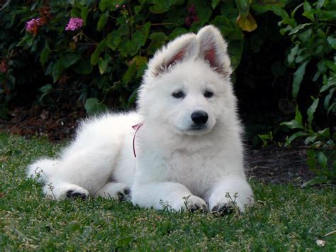 If you are considering getting a puppy from us, early reservations are strongly recommended. American White Shepherd - Puppies, Rescue, Pictures ...