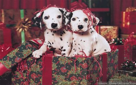 Christmas Puppy Wallpaper 48 Images