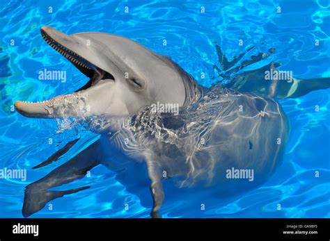 Mammal Portrait Dolphin Stock Photo Alamy