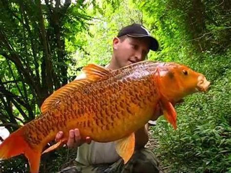 Carp Fishing Australia Part 5 - Koi Carp Runs - YouTube