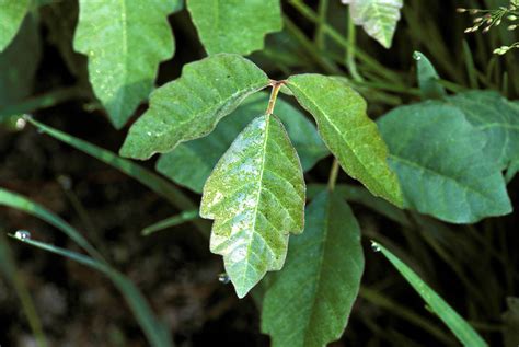 A Pharmacists Guide To Treating Poison Ivy Oak Or Sumac Parkview Health
