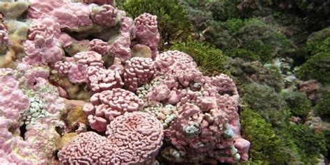 Coralline Algae The Unsung Architects Of Coral Reefs Smith Lab