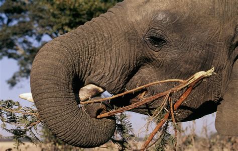 Descubrir 99 Imagen Que Comen Los Elefantes Dibujos Viaterramx