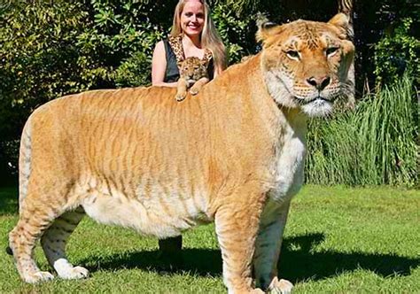 Rare Lion Tiger Hybrid Born In Russian Zoo Mojidelanocom