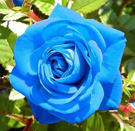 50100 Blue Rose Seeds Flower Bush Perennial Flowers Seed Etsy