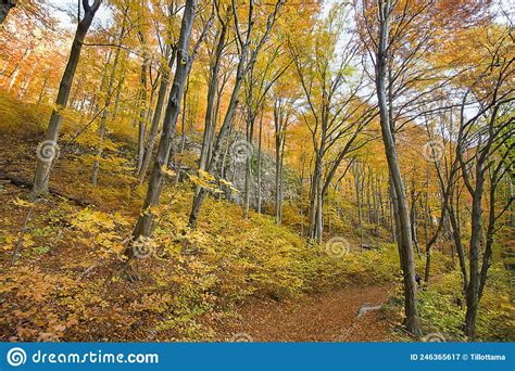 Autumn Deciduous Forest Stock Image Image Of Deciduous 246365617