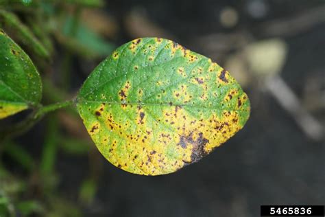 Septoria Leaf Spot Septoria Glycines On Soybean Glycine Max