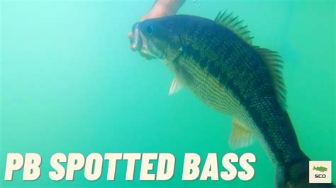 Bullards Bar Giant Spotted Bass Major Freakout Youtube