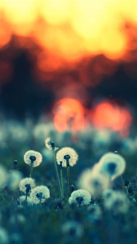 Dandelions At Sunset Iphone Wallpapers Free Download